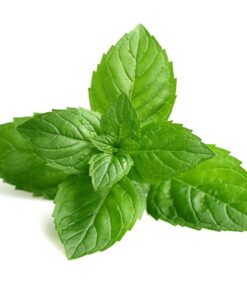 CBD Shark 1:1 Mint