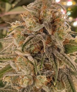 Jack Herer
