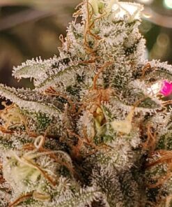Jack Herer