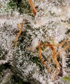 Jack Herer