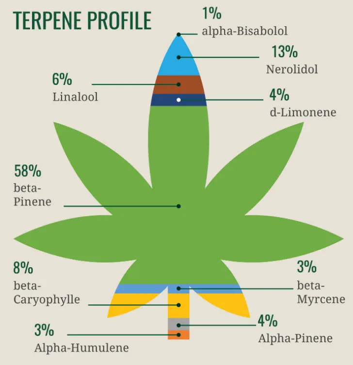 Que sont les terpènes et pourquoi c'est important quand on utilise des stylos à bille