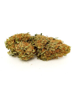 Northern Lights