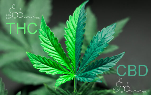 cbd vs thc 2
