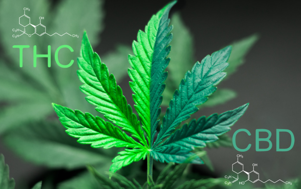 cbd vs thc 2