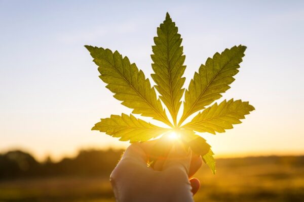 weed travel 2