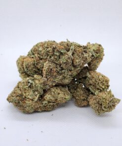 Lambs Breath
