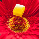 RoseBud Remedy Daytripper Gummies Edibles 2