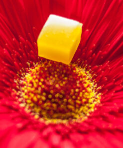RoseBud Remedy Daytripper Gummy Edibles (CBD:THC) 8 RoseBud Remedy Daytripper Gummies Edibles 2
