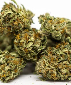 Pink Kush Cannabis (Indica) 7 Pink Kush Weed Strain 4