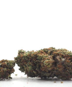 Runtz Weed Strain