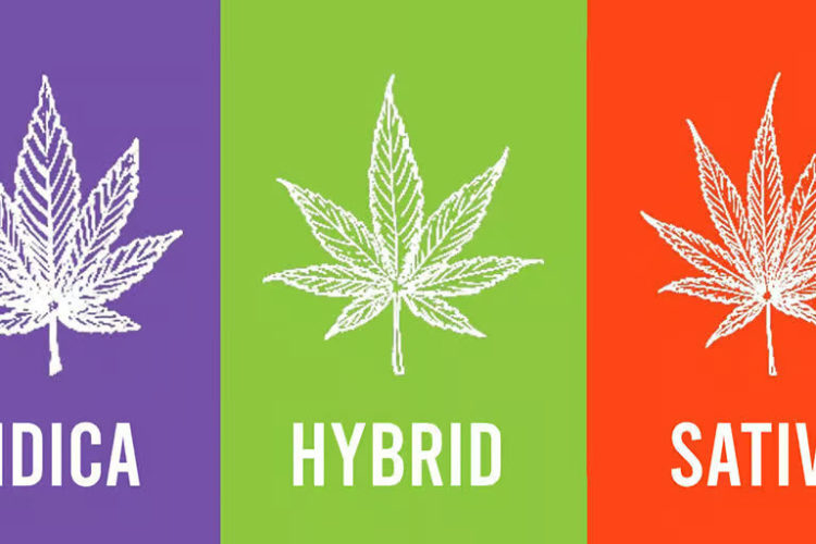 Indica Sativa Hybrid Vapes