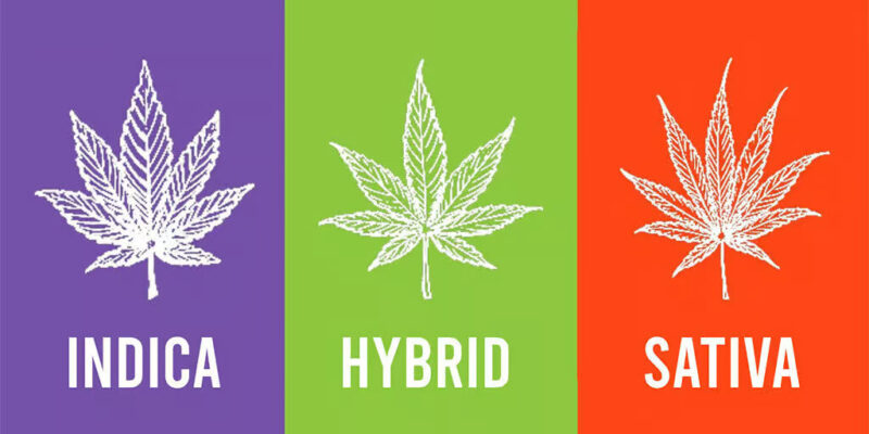 Indica Sativa Hybrid Vapes